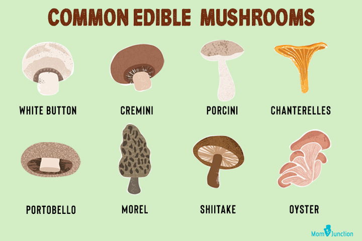 Общие съедобные грибы